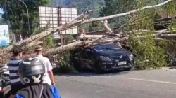 Pohon Lapuk Tumbang Timpa Mobil dan Motor di Palopo, Satu Pengendara Luka