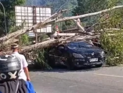 Pohon Lapuk Tumbang Timpa Mobil dan Motor di Palopo, Satu Pengendara Luka