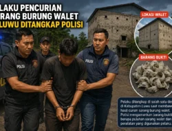 Tiga Pelaku Pencurian Sarang Burung Walet di Luwu di Bekuk di Wajo