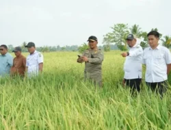 Panen Padi 500 Hektare di Kamanre, Bupati Luwu Sebut Produksi Naik 40 Persen